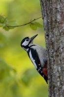 Greater_Spotted_Woodpecker